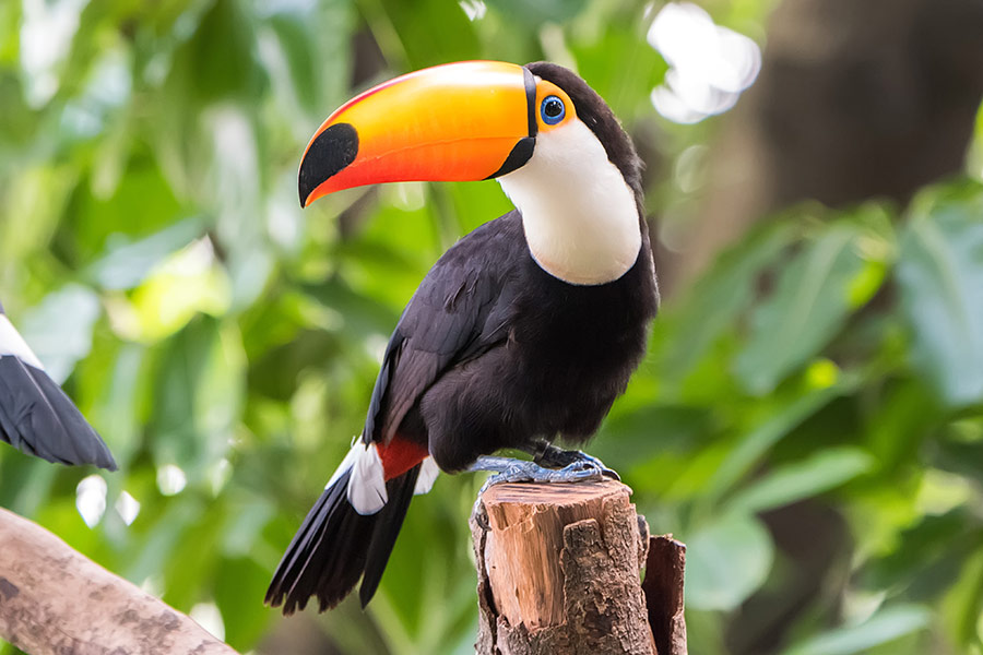 Toucan on the branch