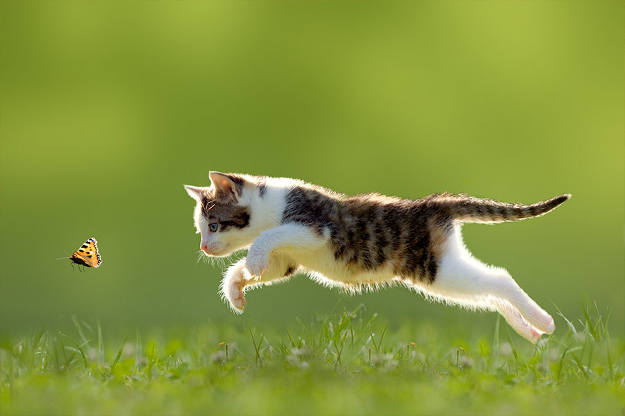 Kitty jumping catching