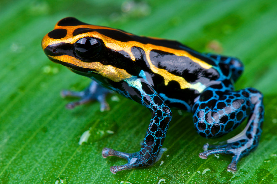 Poison dart frogs