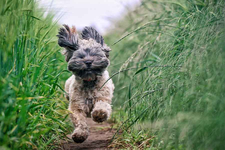 Small hairy dog running