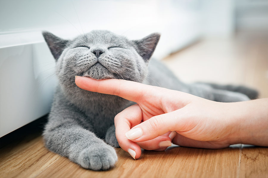 Happy kitty being stroked under chin