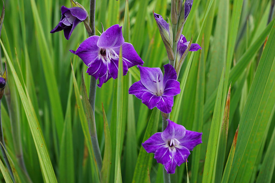 Gladiolus purple flower
