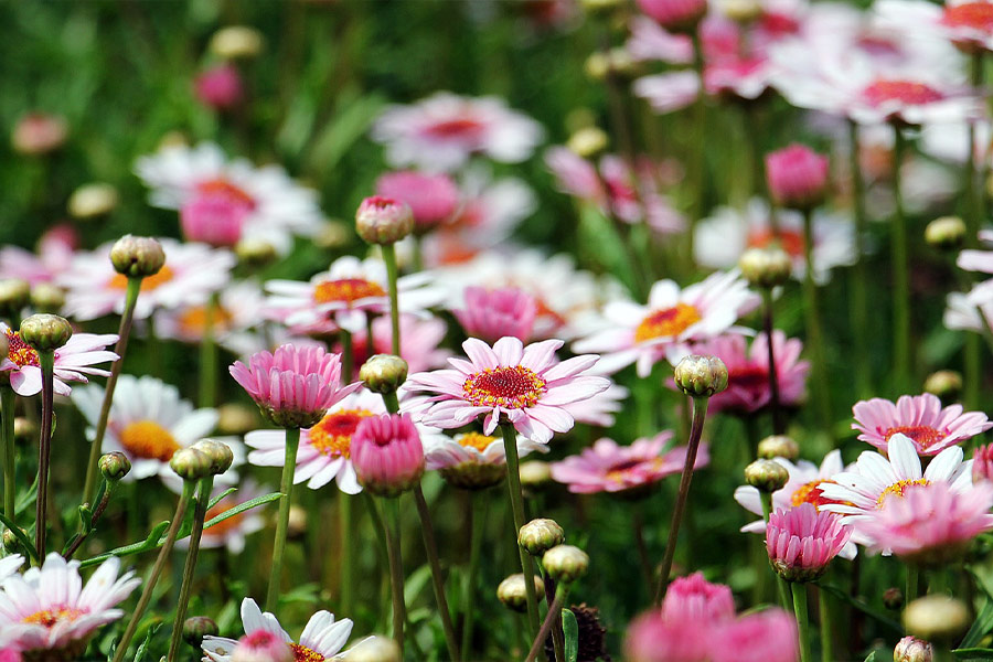 Marguerites daisy buds flowers