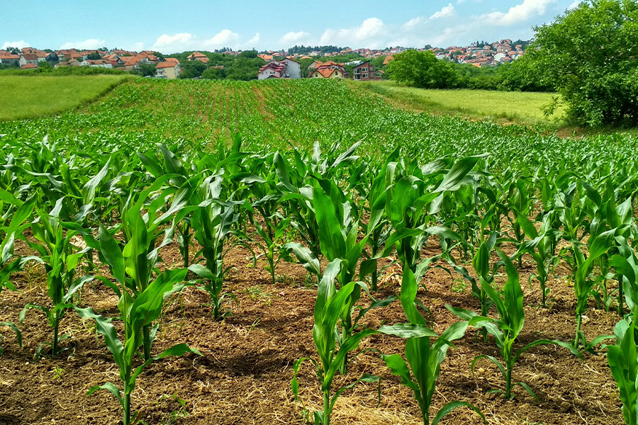 Corn plant on field