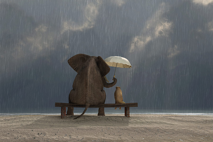 Elephant and dog sit under the rain