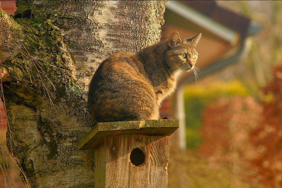 Domestic cat bird house watch