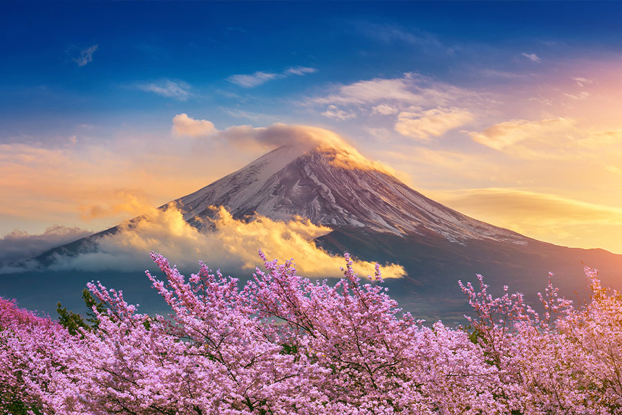 Fuji mountain cherry blossom Japan spring