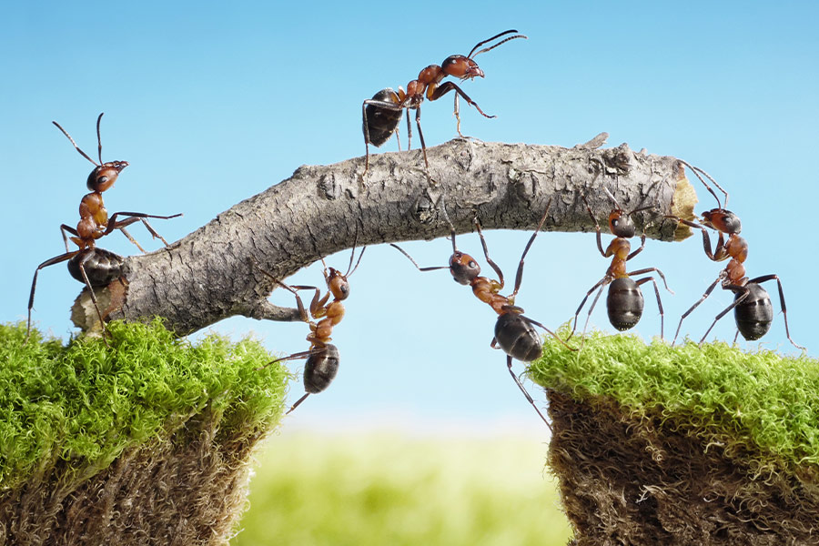 Ants leadership connectedness