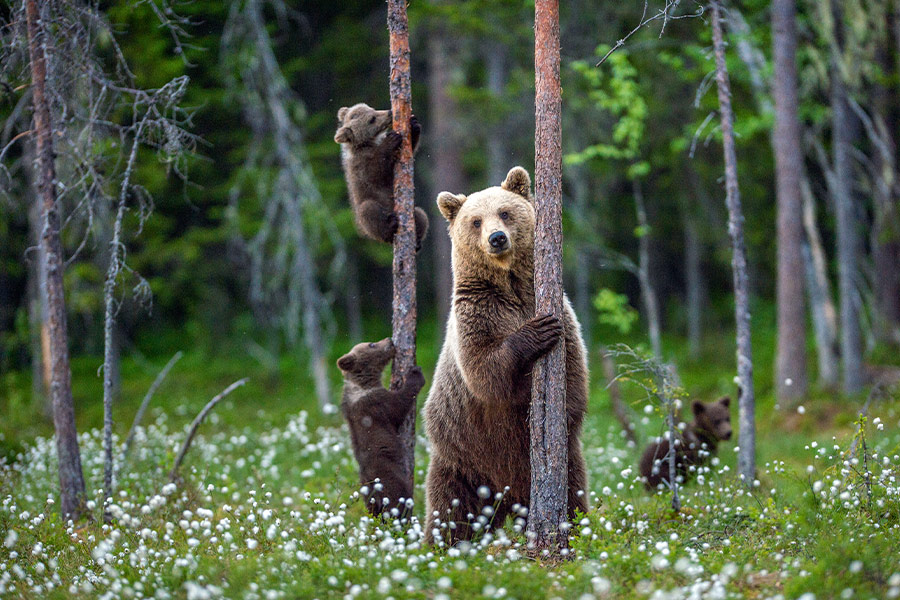 She bear and cubs climbs tree