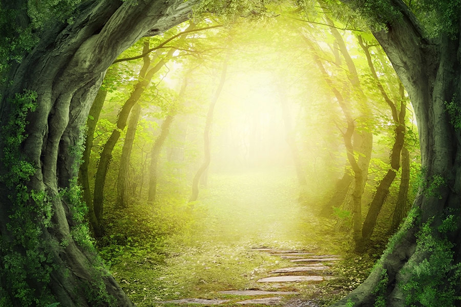 Road in magic dark forest