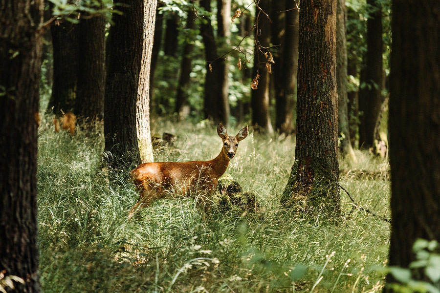 Deer animal forest