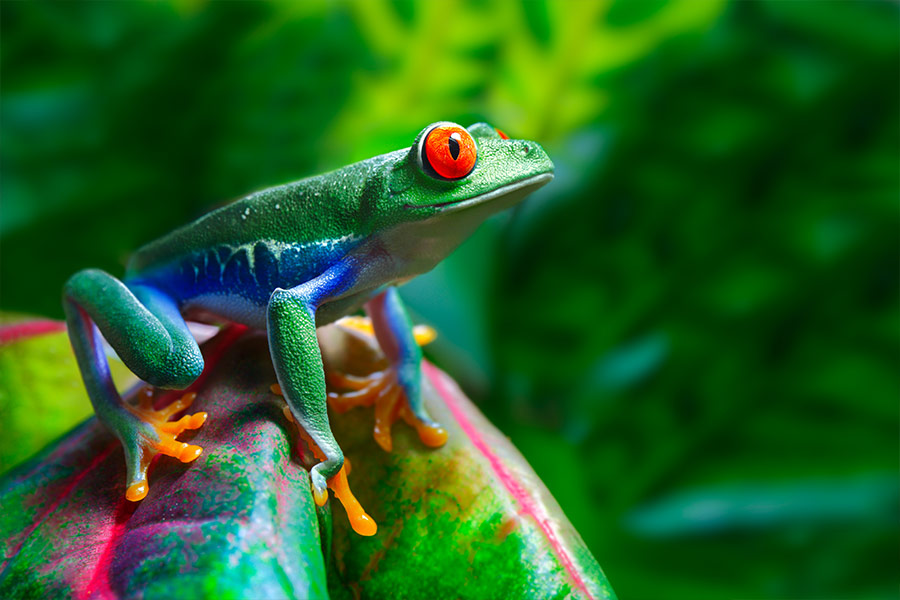 Red eyed tree frog