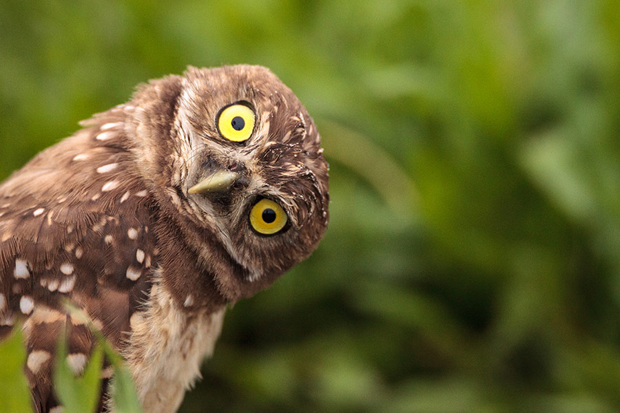 Funny burrowing owl Marco Island Florida