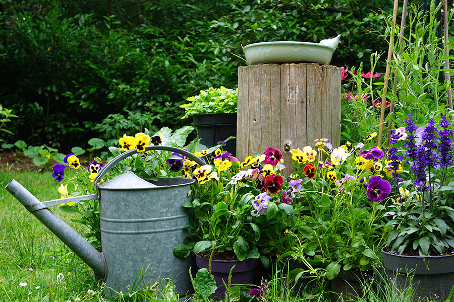 Wild herb and field flowers with iron watering can