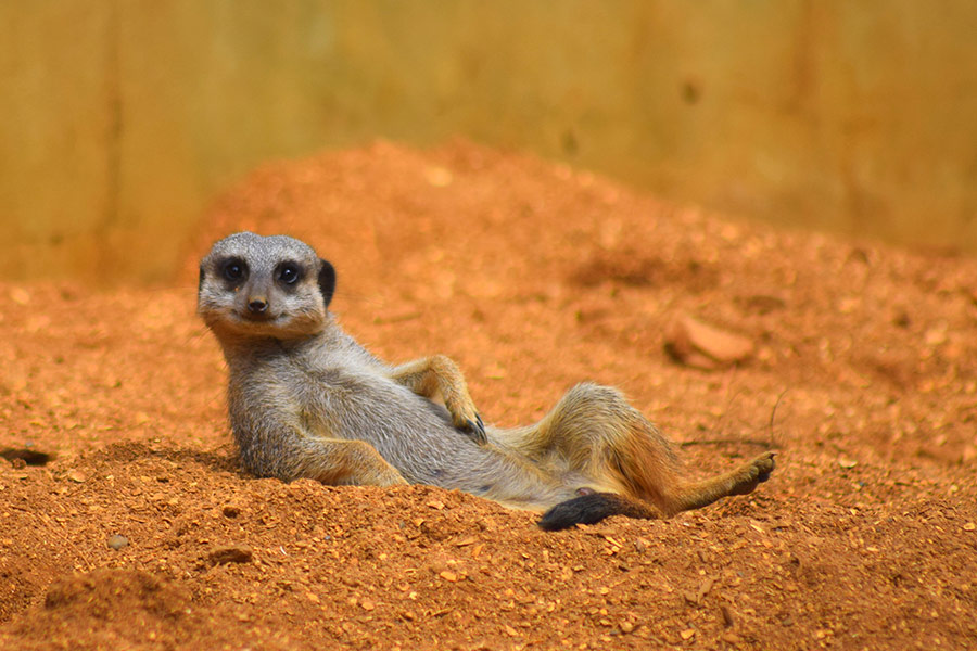 Close up cute meercat animal