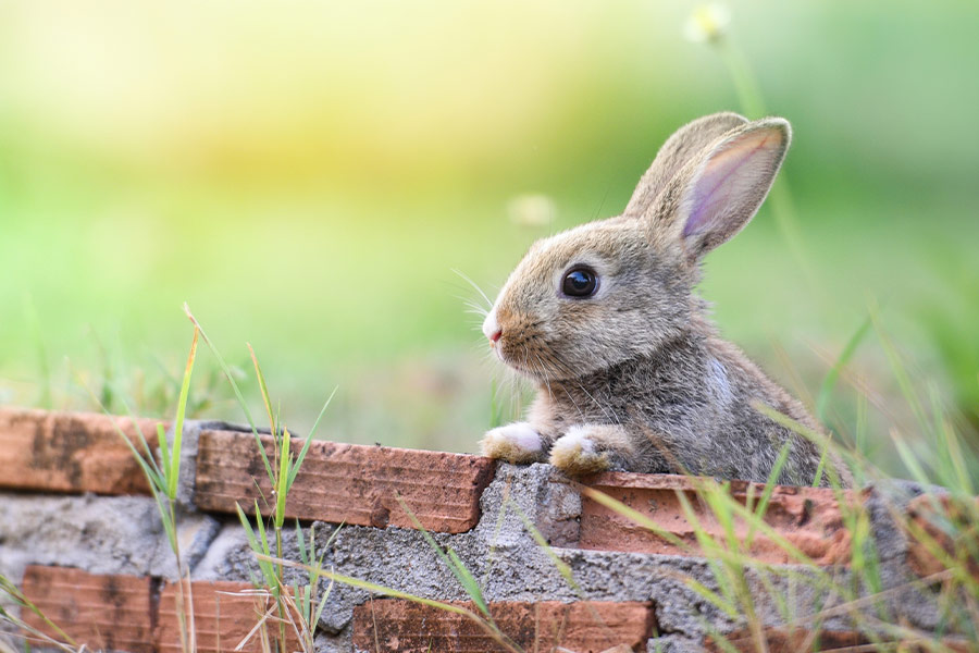 Cute rabbit sitting on brick wall