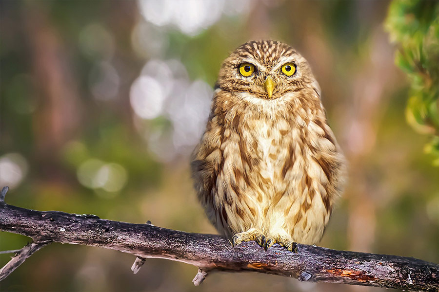 Bird animal owl perched nocturnal