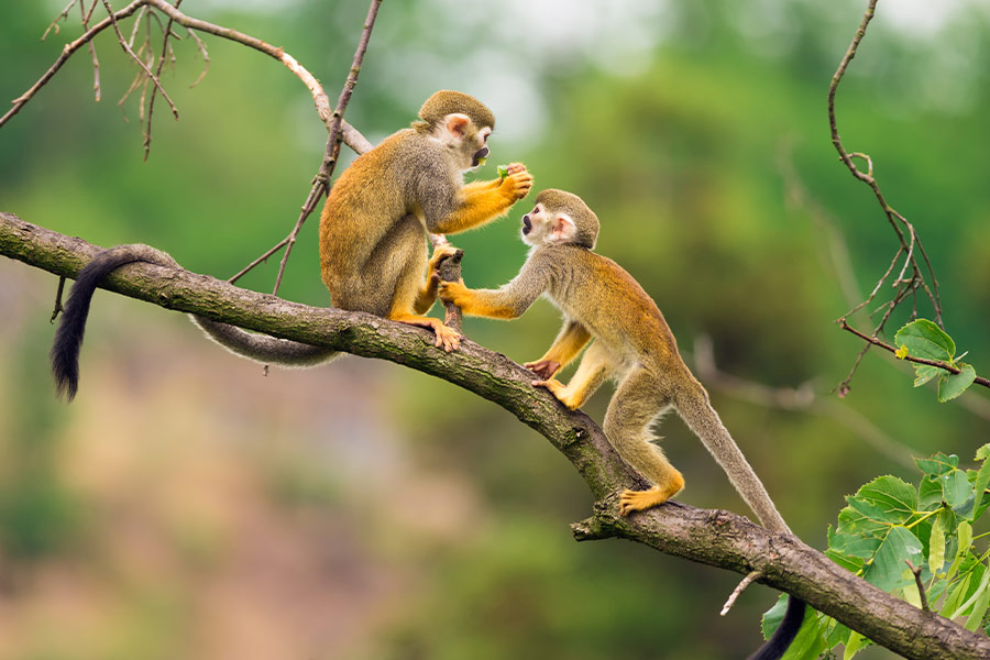 Common squirrel monkeys playing on a tree branch