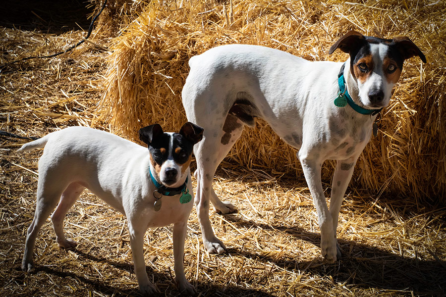 Two dogs on the block