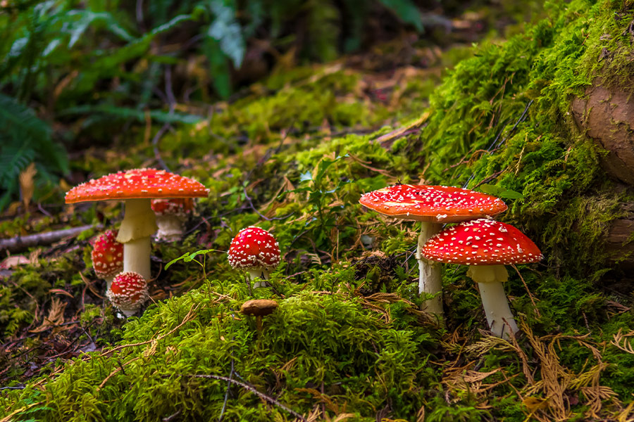 Group of fly agaric with red caps