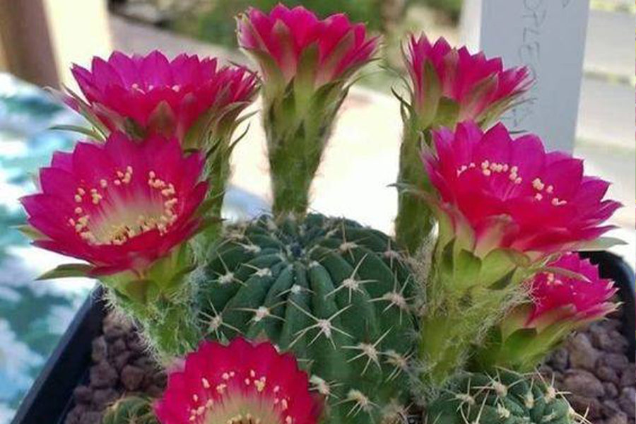 Cactus red flowers