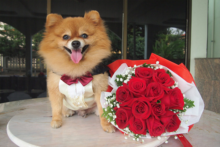 Cute dog with roses bouquet