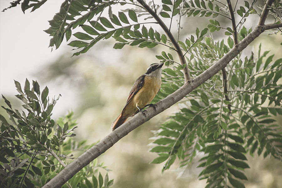 Sparrow bird on the branch