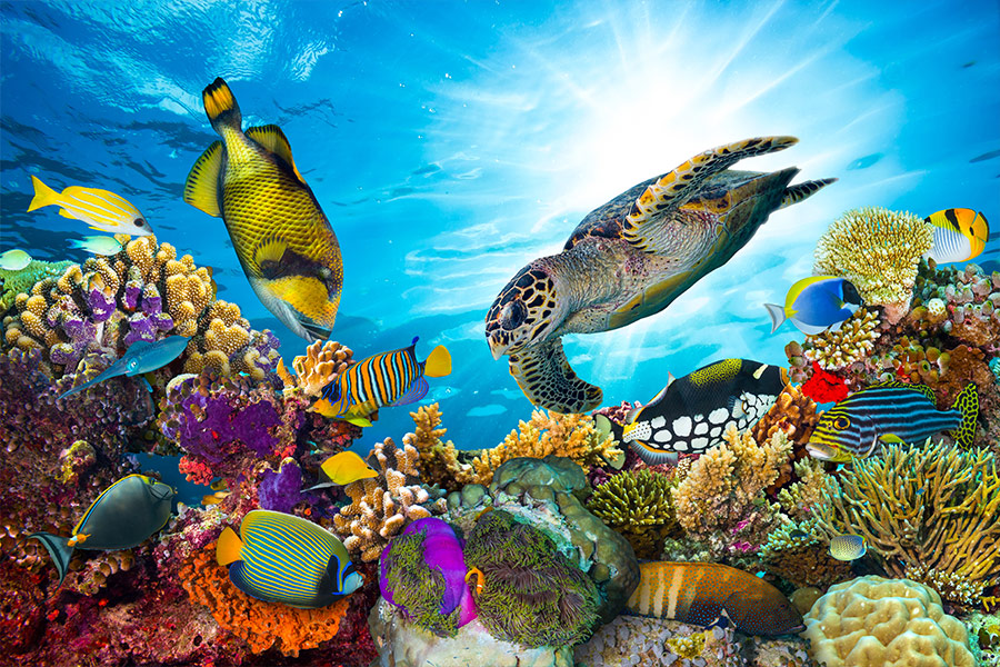 Colorful coral reef with fishes