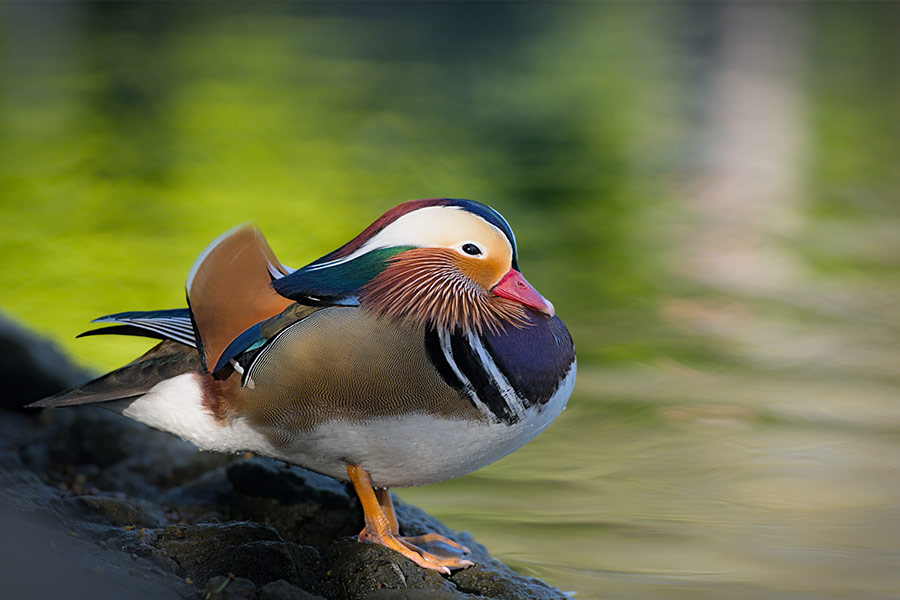 Mandarin duck native species