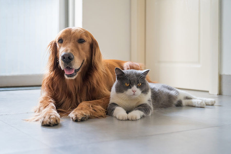 British short hair cat and golden retriever