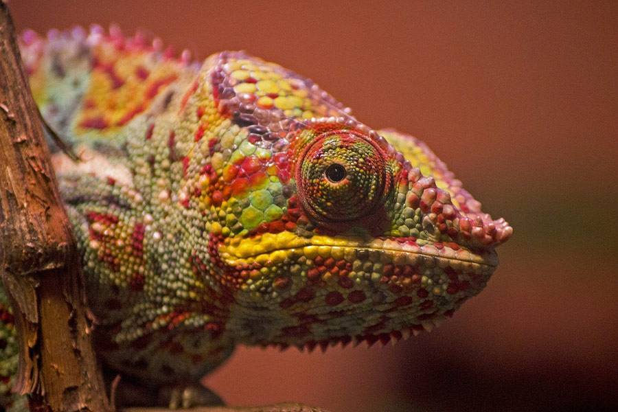 Bright color of chameleon
