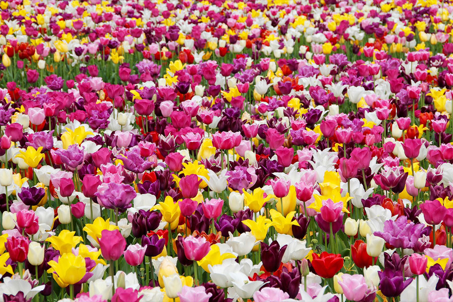Colorful field tulips