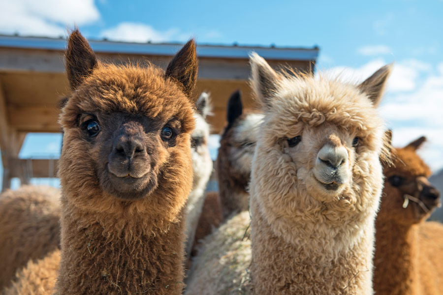 Alpacas looking at camera