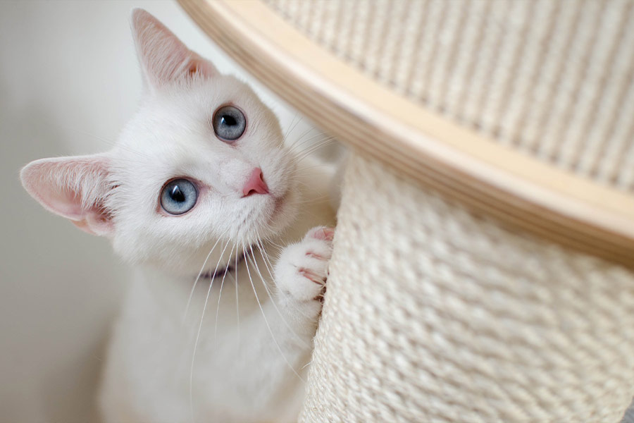 Beautiful white kitten