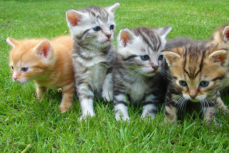 Assorted color kittens