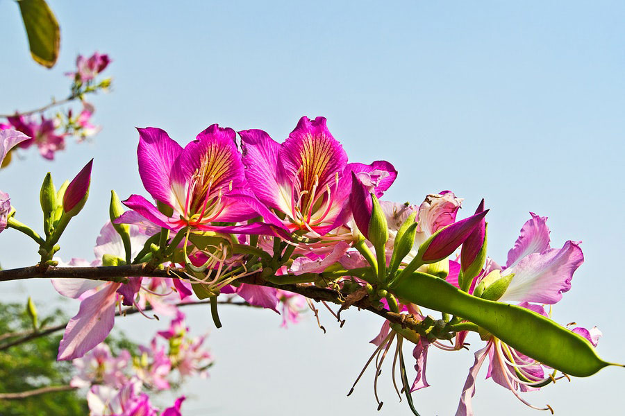 Pink bauhinia flowers