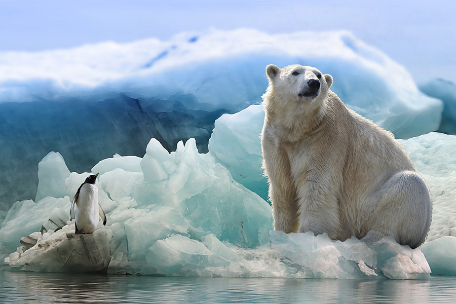 Antarctic icebear and penguin