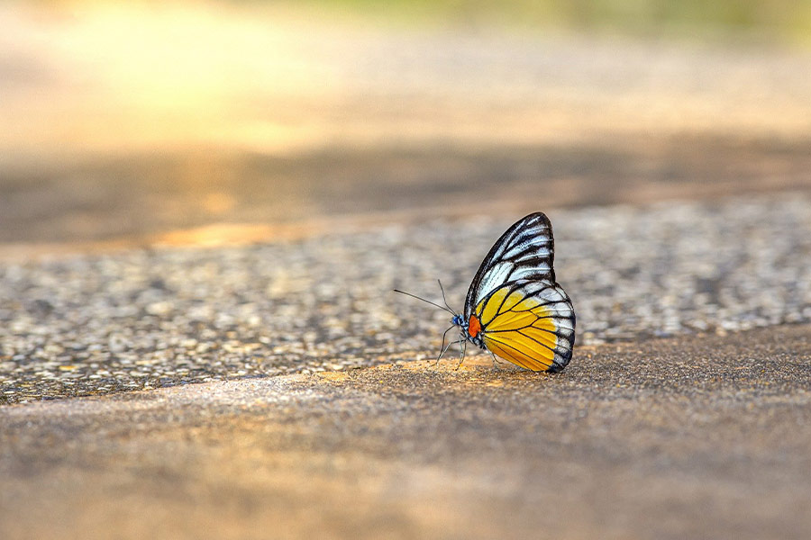 Black yellow butterfly