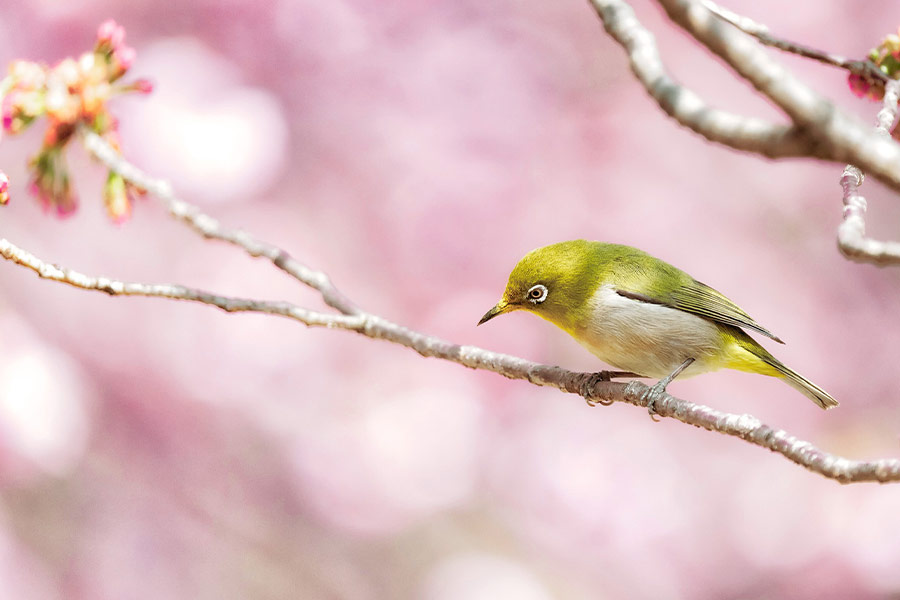 Beautiful small bird color pink background