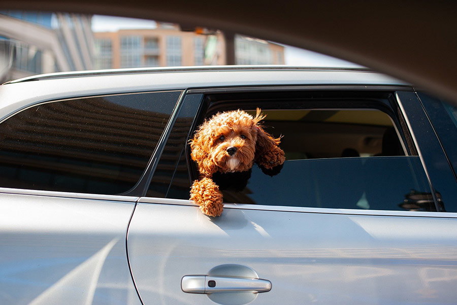 Cute puppy inside car