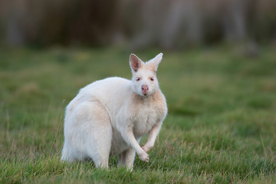 Wallaby small species kangaroo Eastern Australia