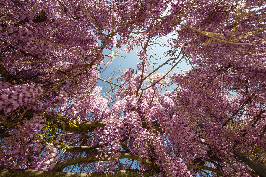 Wisteria flowers