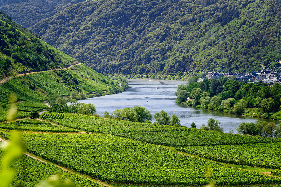 Vineyards moselle