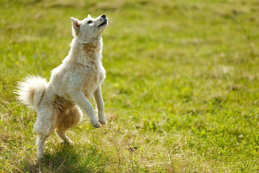 White dog standing playing