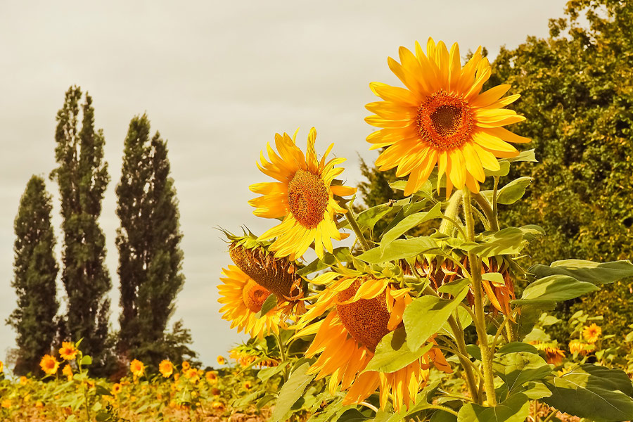 Yellow flowers sunflowers