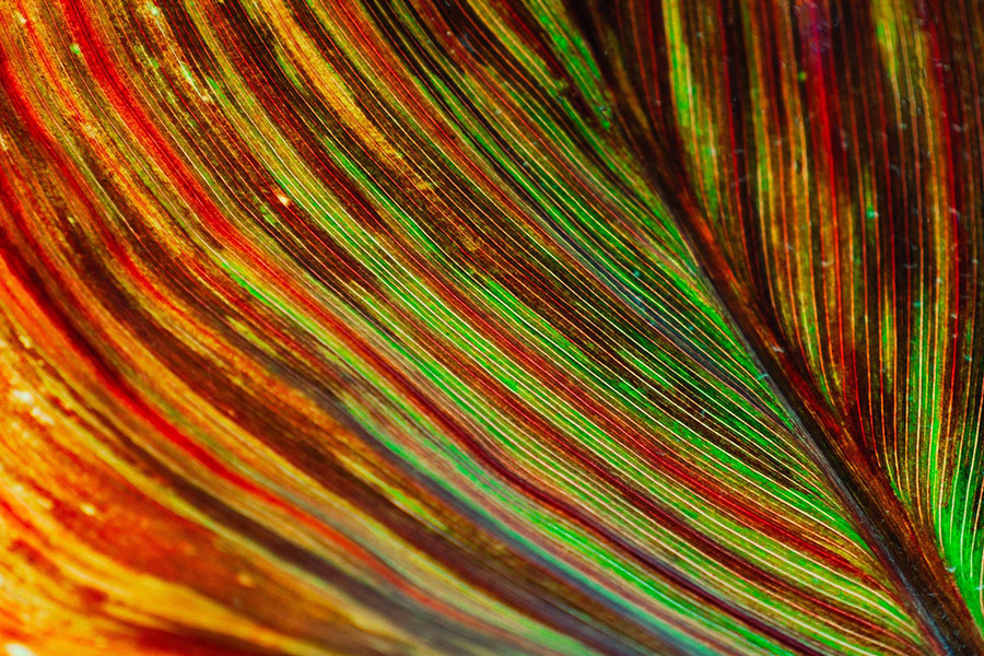 Leaf colorful lines stripes