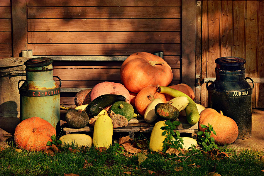 Vegetable food folklore pumpkin Cinderella