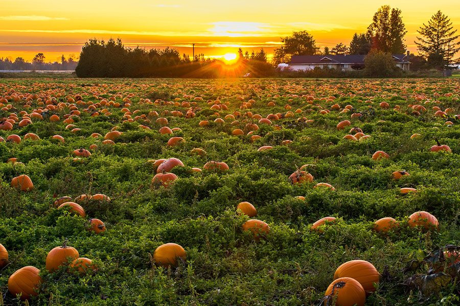 Autumn agriculture British Columbia Canada