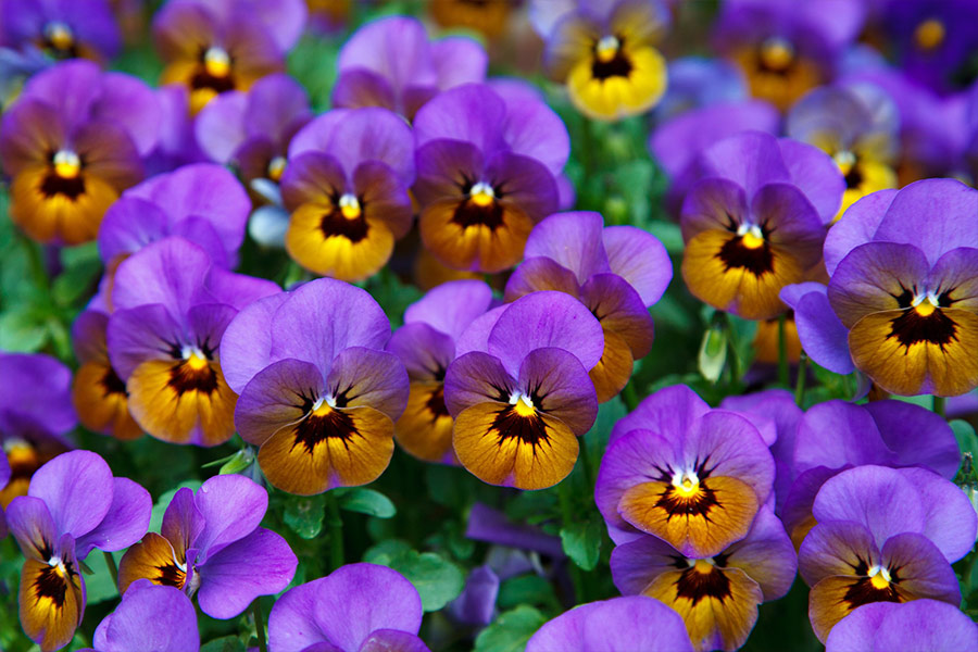 Pansy purple flower