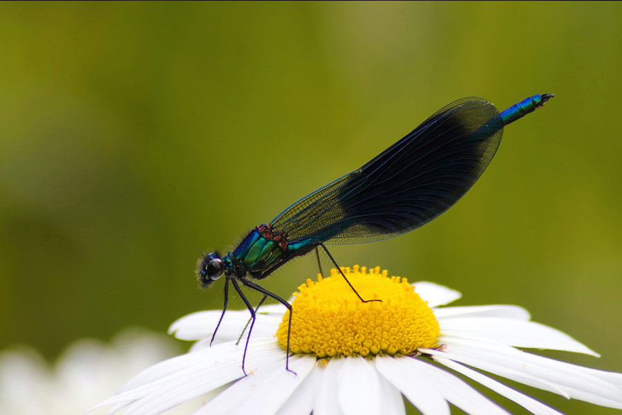 Banded demoiselle dragonfly